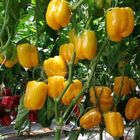 Mid Late Maturity, Disease Resistance, Hard Fruit, Long Shelf Life Sweet Pepper – Heirloom, Non-GMO, High Germination Organic Garden Seeds