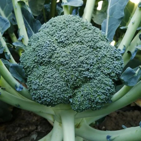 Mid Late Maturity Disease Resistance Hybrid Broccoli – Heirloom, Non-GMO, High Germination Organic Garden Seeds