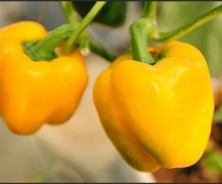 Mid Late Maturity, Disease Resistant, Hard Fruit, Long Shelf Life Pepper heirloom non-gmo organic garden seeds