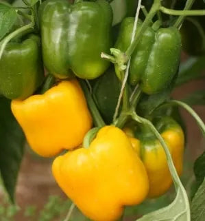 Mid Late Maturity, Disease Resistant, Hard Fruit, Long Shelf Life Pepper – Heirloom, Non-GMO, High Germination Organic Garden Seeds
