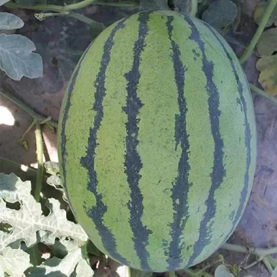 Mid Late Maturity, Disease Resistant, Suitable Foropen Air Cultivation Watermelon Semillas De Sandia heirloom non-gmo organic garden seeds