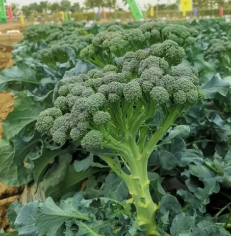Mid Late Maturity Good Disease Resistance Broccolini For Sowing – Heirloom, Non-GMO, High Germination Organic Garden Seeds
