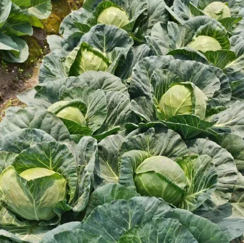 Mid Late Maturity Good Field Holding, Disease Resistant Hybrid Cabbage heirloom non-gmo organic garden seeds