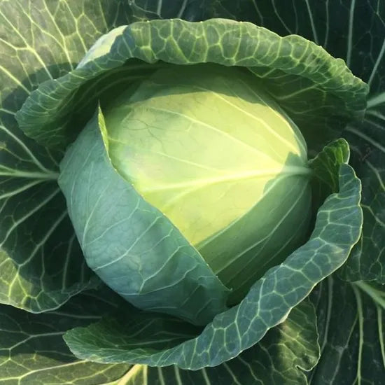 Mid Late Maturity Good Field Holding, Disease Resistant Hybrid Cabbage – Heirloom, Non-GMO, High Germination Organic Garden Seeds