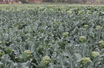Mid Late Maturity Good Resistance Broccoli For Sowing heirloom non-gmo organic garden seeds