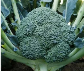 Mid Late Maturity Good Resistance Broccoli For Sowing – Heirloom, Non-GMO, High Germination Organic Garden Seeds