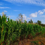 Mid Late Maturity High Quality Sweet Corn For Sale heirloom non-gmo organic garden seeds