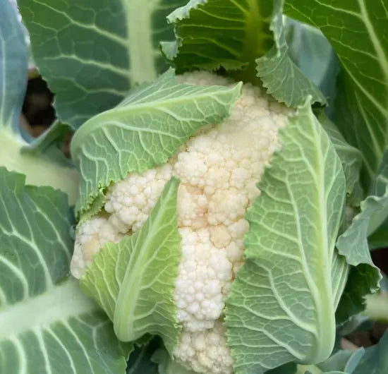 Mid Late Maturity Hybrid Cauliflower For Sowing heirloom non-gmo organic garden seeds