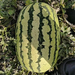 Mid Late Maturity Hybrid Watermelon For Sowing heirloom non-gmo organic garden seeds