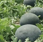 Mid Late Maturity, Round Shape Storage And Transportation Resistance Black Seedless Watermelon (Semillas De Sandia) heirloom non-gmo organic garden seeds