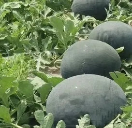 Mid Late Maturity, Round Shape Storage And Transportation Resistance Black Seedless Watermelon (Semillas De Sandia) heirloom non-gmo organic garden seeds