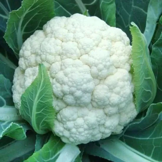 Mid Late Maturity Damp Tolerance Cauliflower For Sowing heirloom non-gmo organic garden seeds