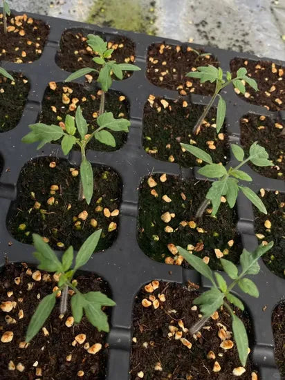 Mid Late Maturity Superior Hybrid Tomato heirloom non-gmo organic garden seeds