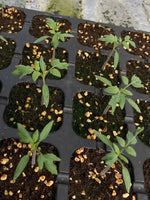 Mid Late Maturity Superior Hybrid Tomato heirloom non-gmo organic garden seeds
