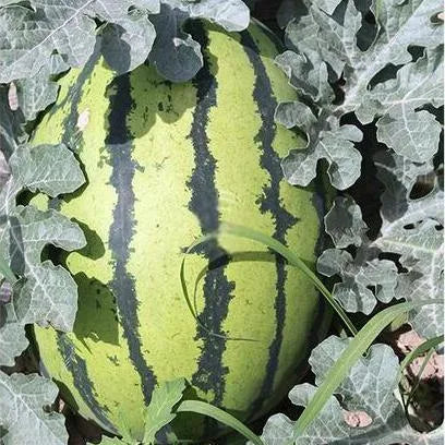 Mid Late Maturity, Transportation Resistance, Disease Resistant Watermelon – Heirloom, Non-GMO, High Germination Organic Garden Seeds