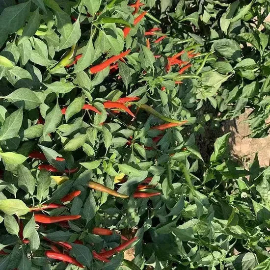 Mid Late Maturity, Vigorous Growth, Disease Resistant Strong Spicy Taste Pepper heirloom non-gmo organic garden seeds