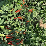 Mid Late Maturity, Vigorous Growth, Disease Resistant Strong Spicy Taste Pepper heirloom non-gmo organic garden seeds