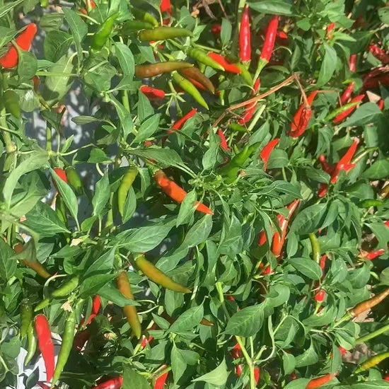 Mid Late Maturity, Vigorous Growth, Disease Resistant Strong Spicy Taste Pepper – Heirloom, Non-GMO, High Germination Organic Garden Seeds
