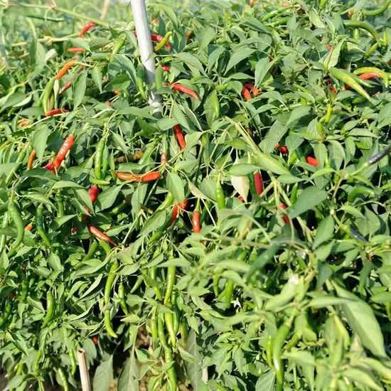 Mid Late Maturity, Vigorous Growth, High Yield, Disease Resistance Pepper heirloom non-gmo organic garden seeds
