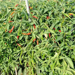 Mid Late Maturity, Vigorous Growth, High Yield, Disease Resistance Pepper heirloom non-gmo organic garden seeds