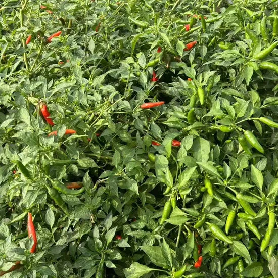 Mid Late Maturity, Vigorous Growth, High Yield, Disease Resistance Pepper – Heirloom, Non-GMO, High Germination Organic Garden Seeds