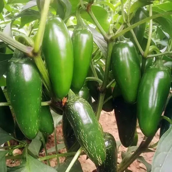 Mid Late Maturity, Vigorous Growth, High Yield, Strong Spicy Taste Pepper heirloom non-gmo organic garden seeds