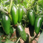 Mid Late Maturity, Vigorous Growth, High Yield, Strong Spicy Taste Pepper heirloom non-gmo organic garden seeds
