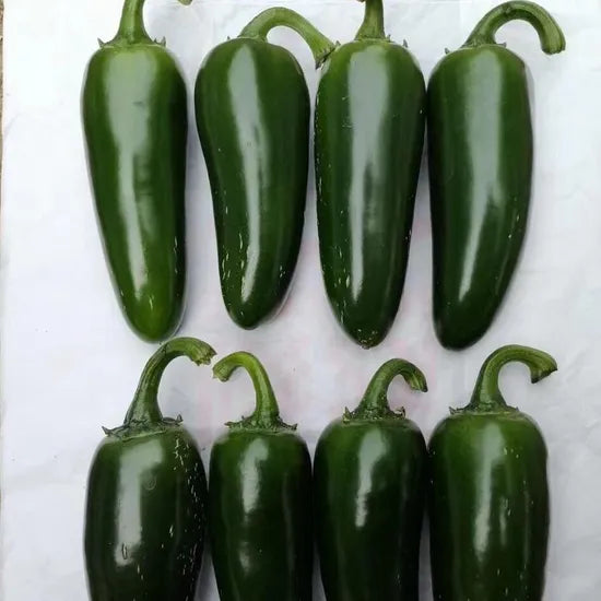 Mid Late Maturity, Vigorous Growth, High Yield, Strong Spicy Taste Pepper – Heirloom, Non-GMO, High Germination Organic Garden Seeds