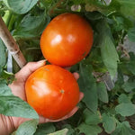 Mid Maturity Big Size 320G Tomato heirloom non-gmo organic garden seeds