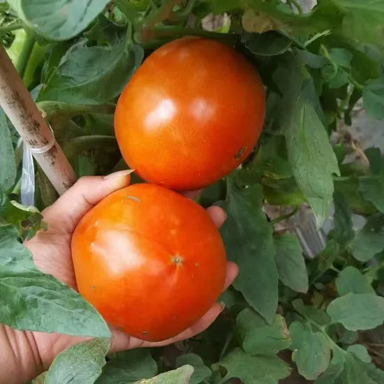 Mid Maturity Big Size 320G Tomato heirloom non-gmo organic garden seeds