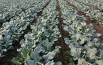 Mid Maturity Broccoli Hybrid Broccoli For Planting heirloom non-gmo organic garden seeds