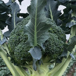 Mid Maturity Cold Resistance Upright Plants Broccoli heirloom non-gmo organic garden seeds