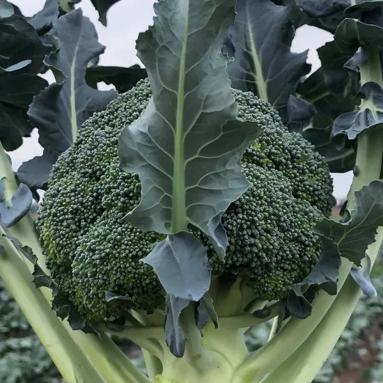 Mid Maturity Cold Resistance Upright Plants Broccoli heirloom non-gmo organic garden seeds