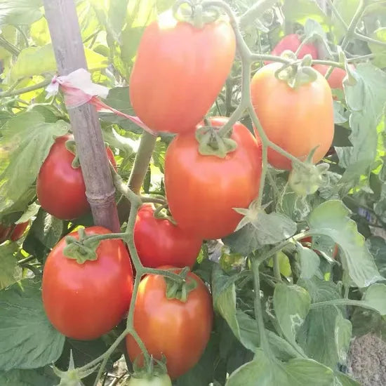 Mid Maturity Determinate Tomato For Sowing heirloom non-gmo organic garden seeds