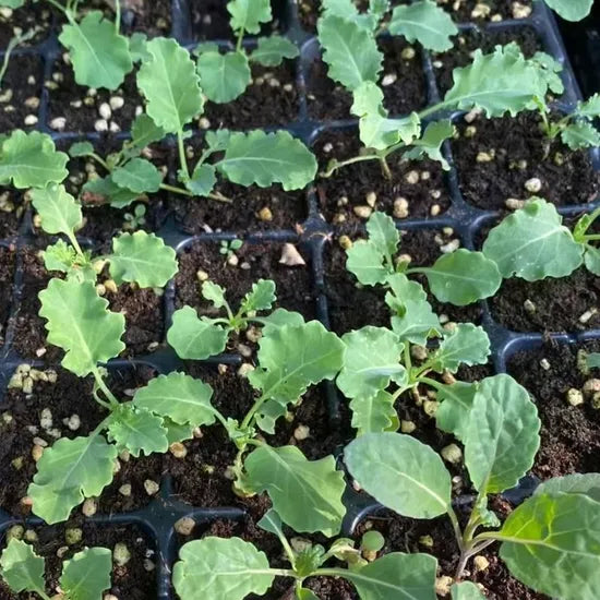 Mid Maturity Disease Resistance Cauliflower heirloom non-gmo organic garden seeds