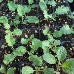 Mid Maturity Disease Resistance Cauliflower heirloom non-gmo organic garden seeds