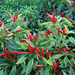 Mid Maturity, Disease Resistant High Quality Variety Hybrid Pepper For Planting heirloom non-gmo organic garden seeds