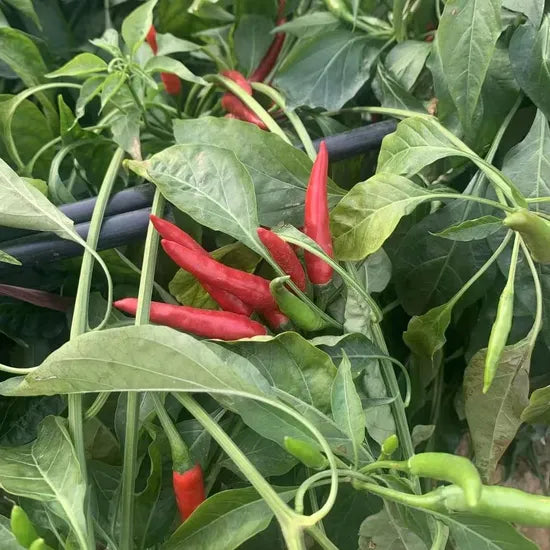 Mid Maturity, Disease Resistant High Quality Variety Hybrid Pepper For Planting – Heirloom, Non-GMO, High Germination Organic Garden Seeds