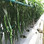 Mid Maturity, Disease Resistant, Strong Fruit Setting Ability, High Yield Pepper heirloom non-gmo organic garden seeds