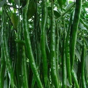 Mid Maturity, Disease Resistant, Strong Fruit Setting Ability, High Yield Pepper – Heirloom, Non-GMO, High Germination Organic Garden Seeds