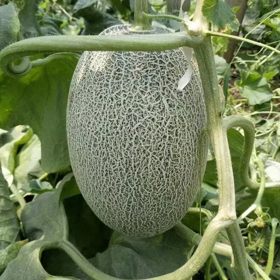 Mid Maturity, Disease Resistant, Tender, Loose, Crispy, Melon heirloom non-gmo organic garden seeds