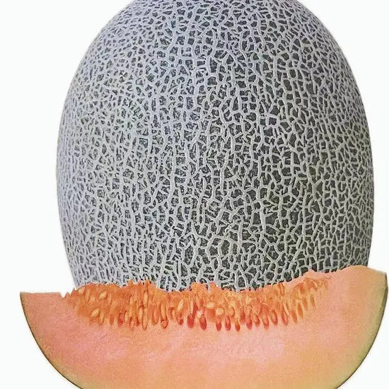 Mid Maturity, Disease Resistant, Tender, Loose, Crispy, Melon – Heirloom, Non-GMO, High Germination Organic Garden Seeds