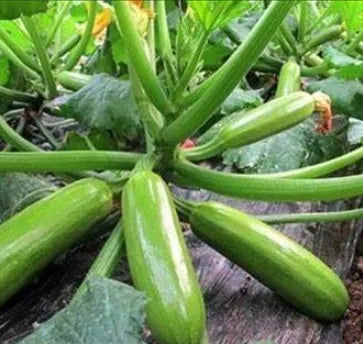 Mid Maturity, Disease Resistant, Vigorous Growth Squash heirloom non-gmo organic garden seeds