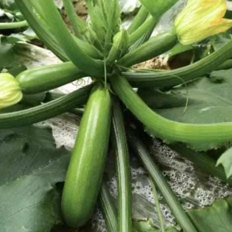 Mid Maturity, Disease Resistant, Vigorous Growth Squash – Heirloom, Non-GMO, High Germination Organic Garden Seeds
