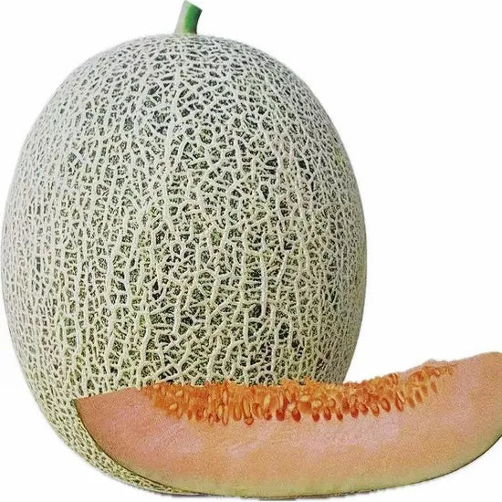 Mid Maturity, Durable To Storage And Transportation, Disease Resistant Melon heirloom non-gmo organic garden seeds