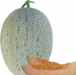 Mid Maturity, Durable To Storage And Transportation, Good Resistance Melon heirloom non-gmo organic garden seeds