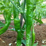 Mid Maturity, Fast Fruit Expansion, High Quality Rate, Disease Resistant Pepper heirloom non-gmo organic garden seeds