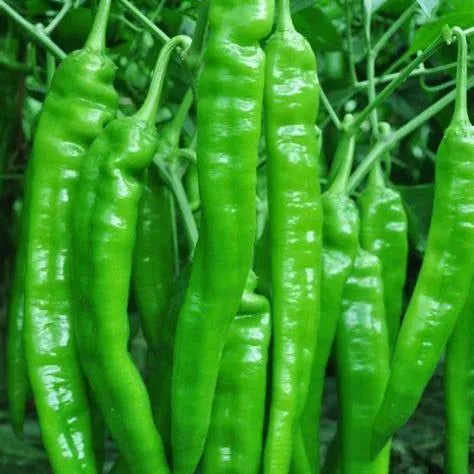 Mid Maturity, Fast Fruit Expansion, High Quality Rate, Disease Resistant Pepper – Heirloom, Non-GMO, High Germination Organic Garden Seeds