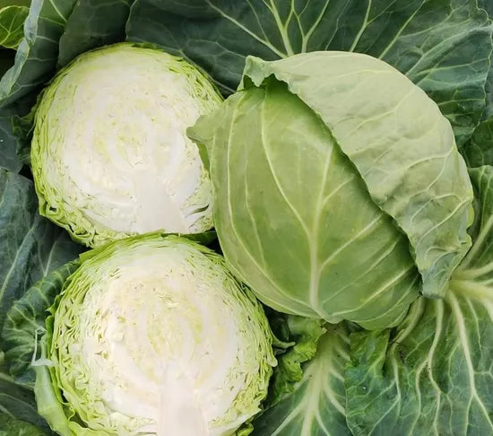 Mid Maturity Flat Cabbage Days To Maturity, Heat, Rain And Cold Resistant heirloom non-gmo organic garden seeds