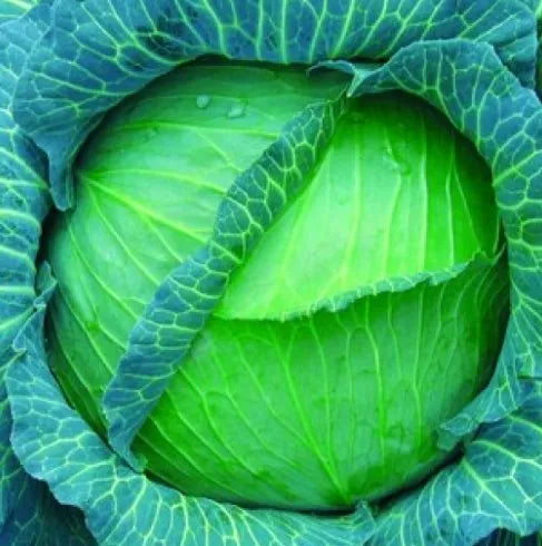 Mid Maturity Flat Shape Hybrid Good Disease Resistance Cabbage heirloom non-gmo organic garden seeds
